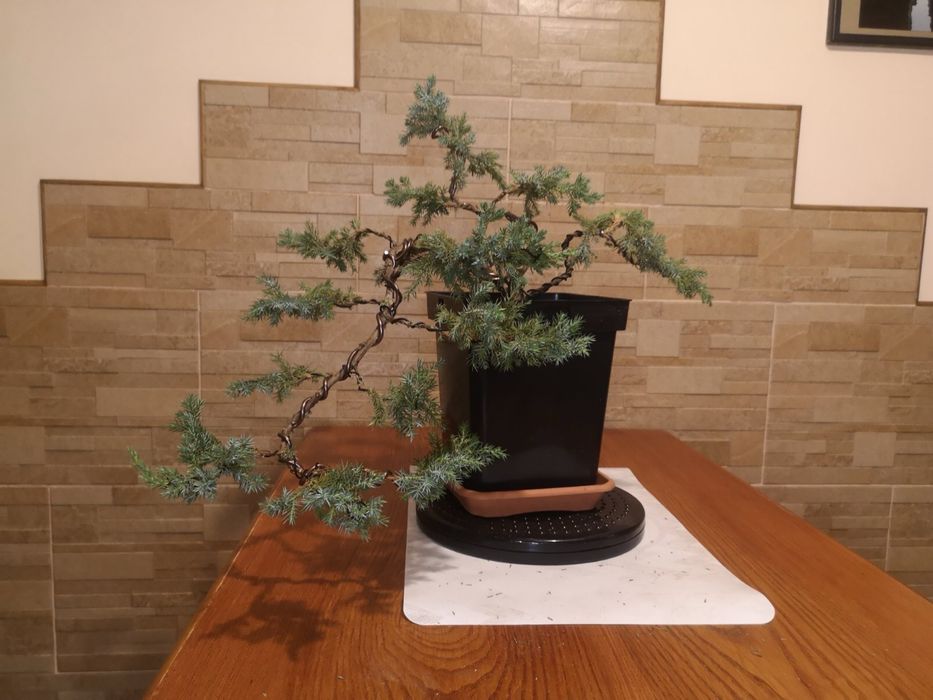 Дерево Бонсай. Живе дерево. Ручна робота. Міні дерево. Подарунок