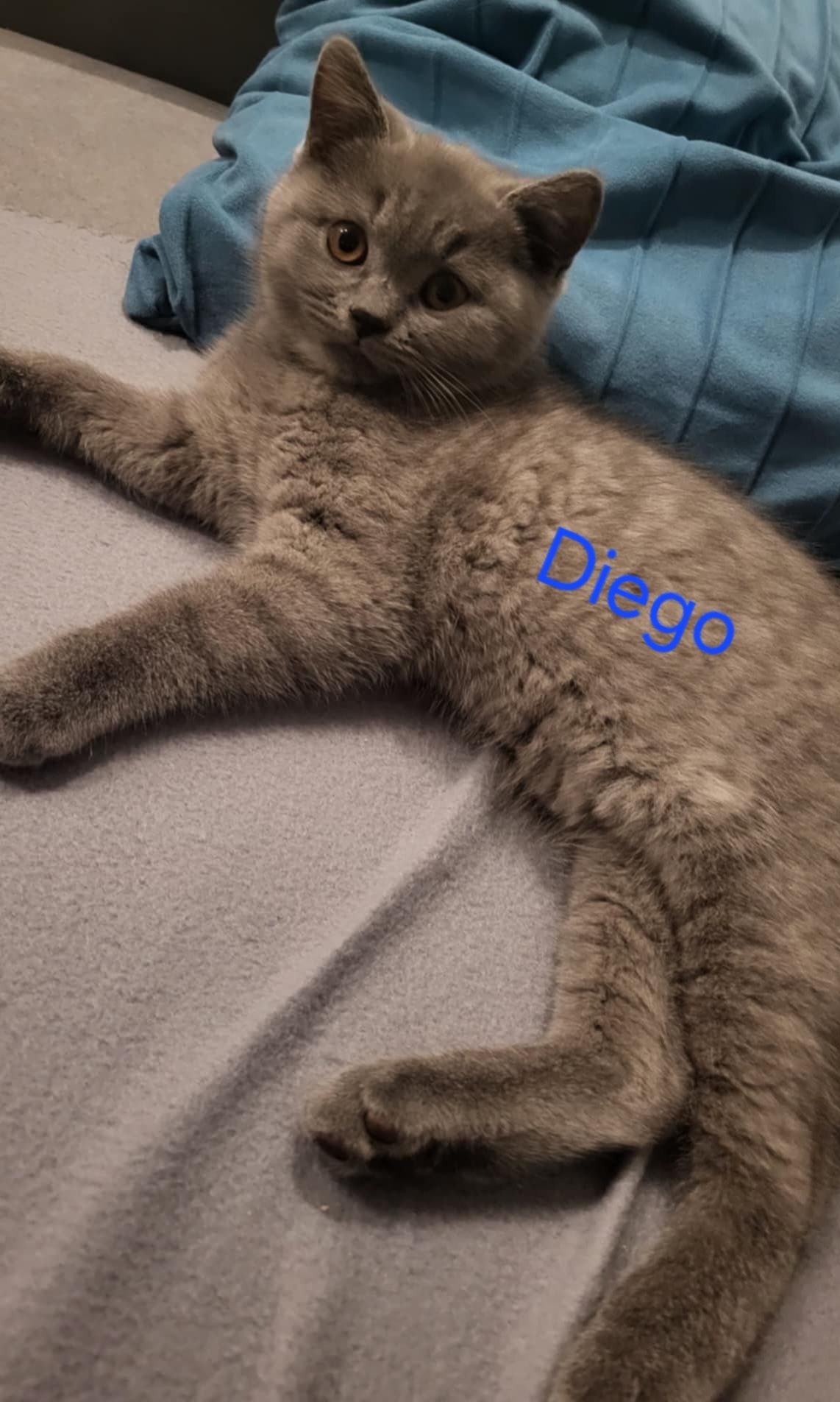 Gotowy do odbioru Diego, kot brytyjski niebieski