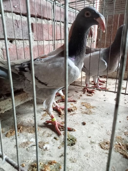 Gołębie rzeszowski rzeszowskie