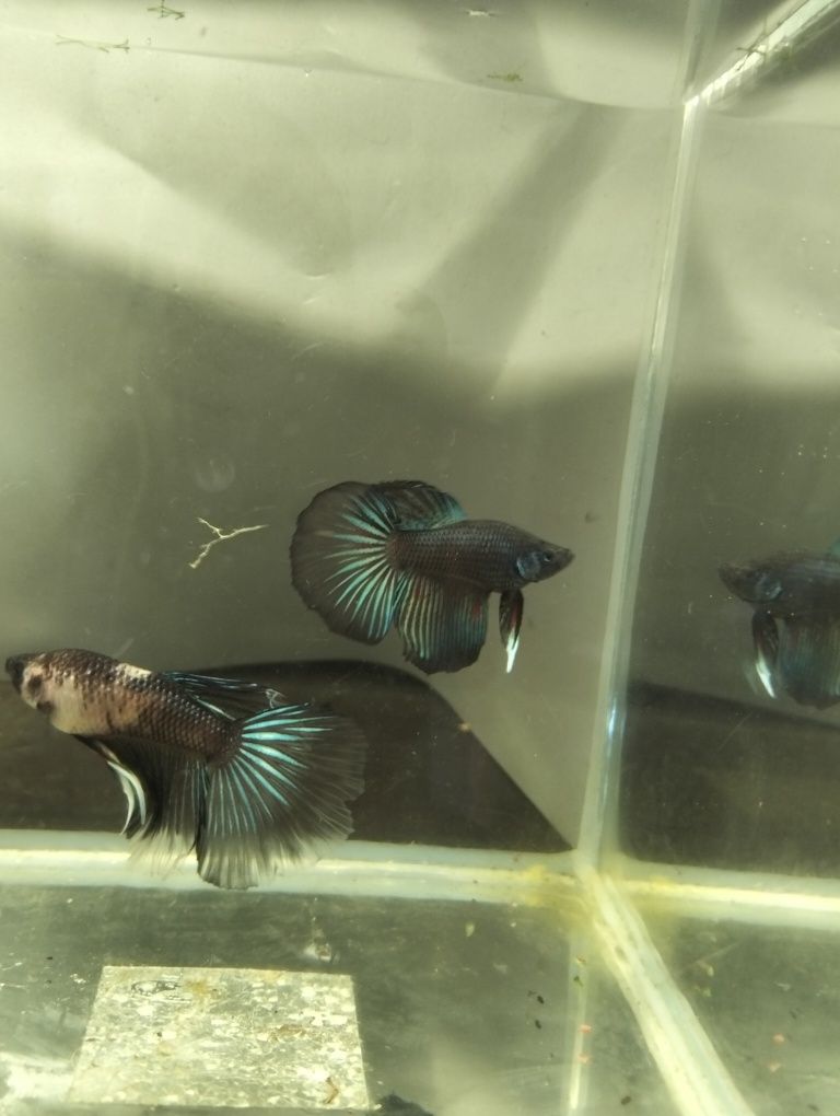 Bettas halfmoon macho