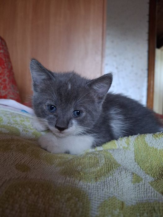 Котенок отдам даром мальчик девочка