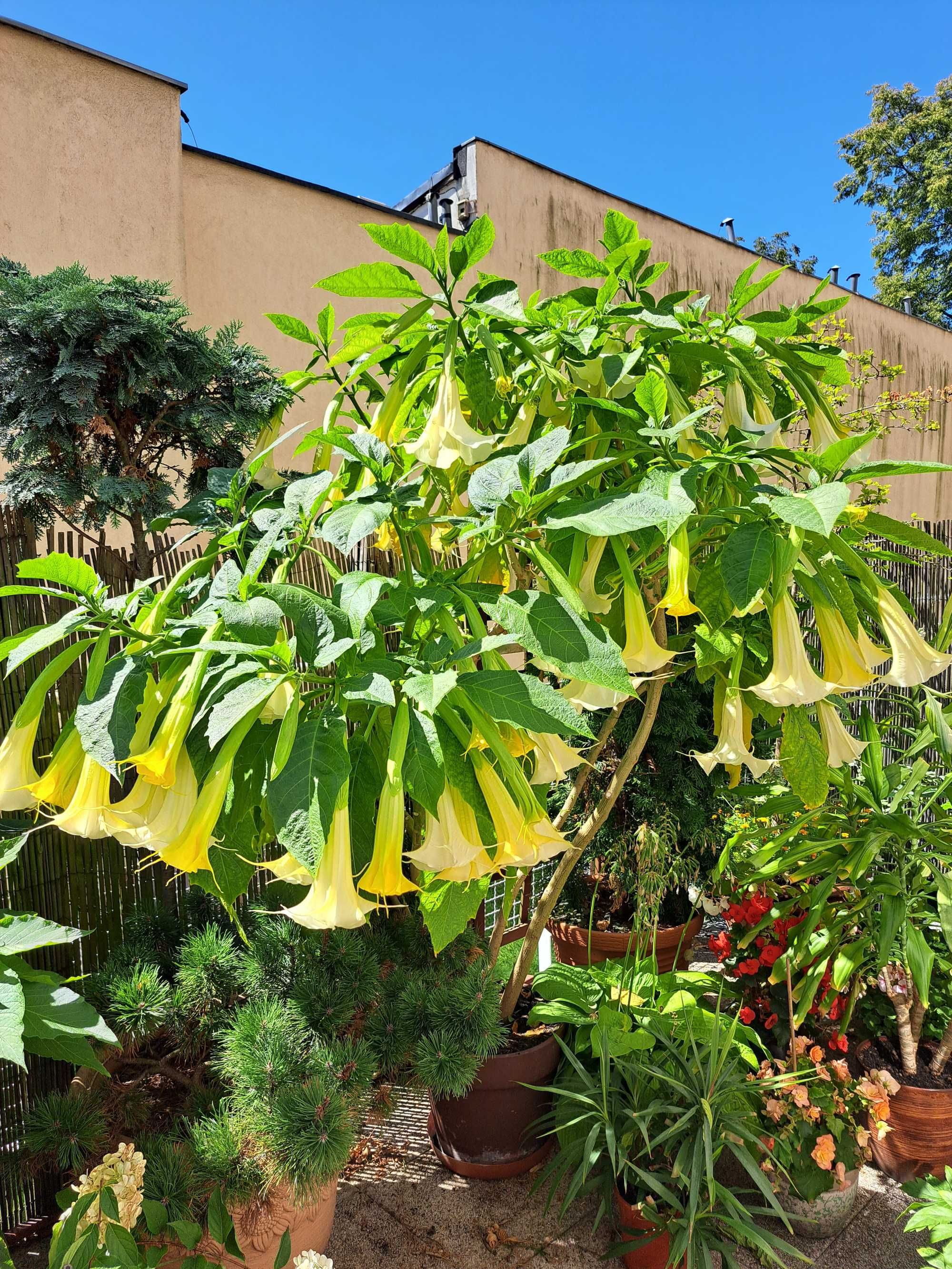 Datura bial̥a, różowa, kremowa, żółta 15-20 cm, 12zł
