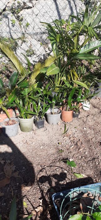 Palmeiras de leque e sicas