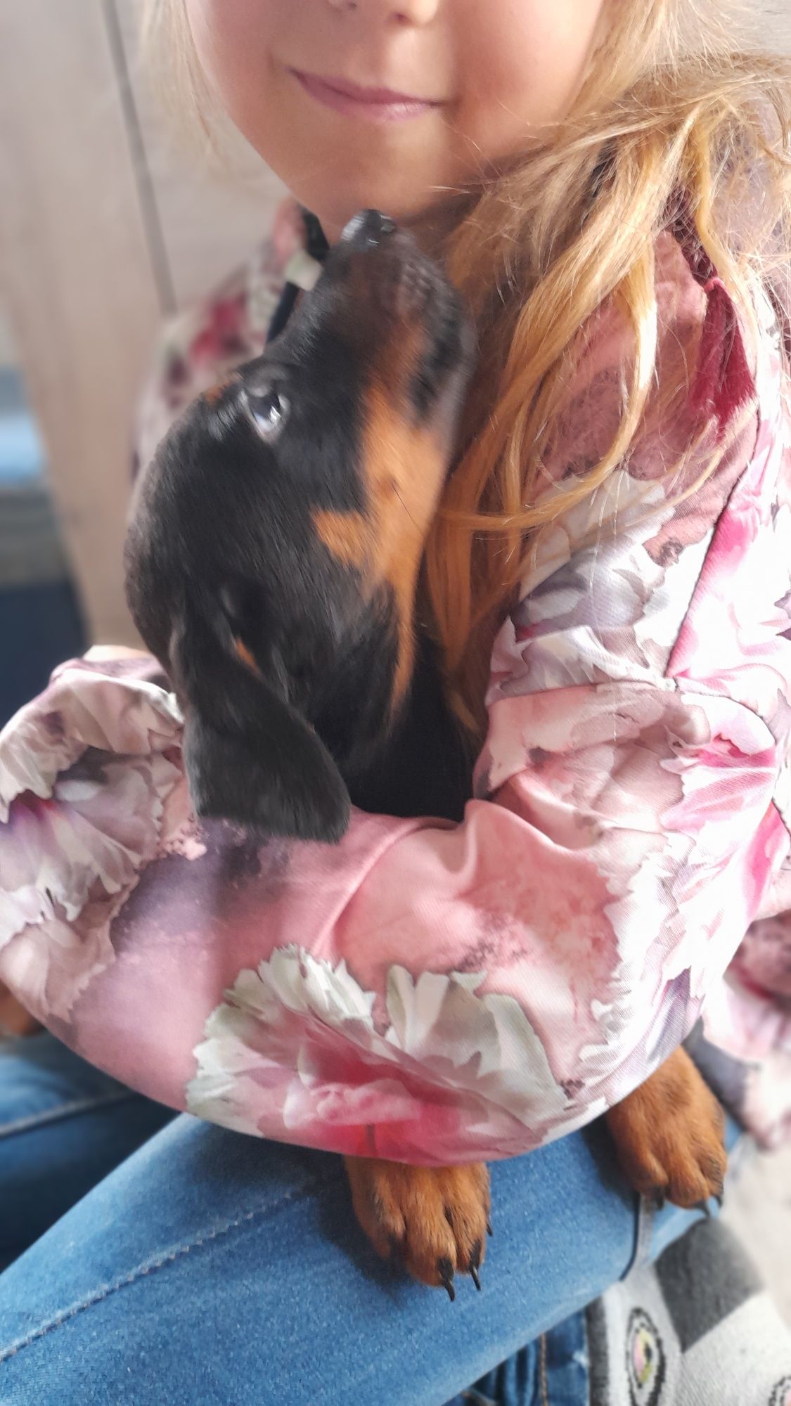 Doberman szczeniak rezerwacja