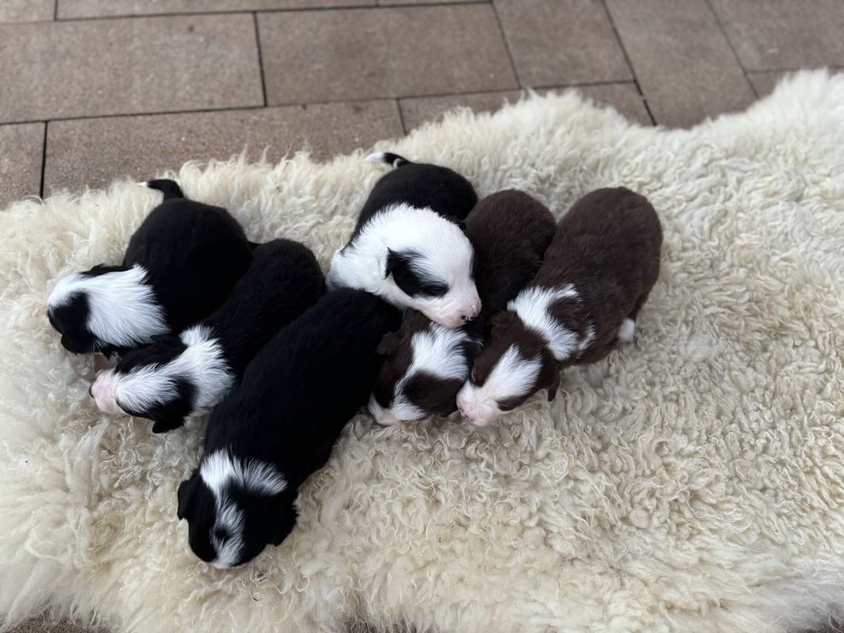 Szczeniak Border Collie