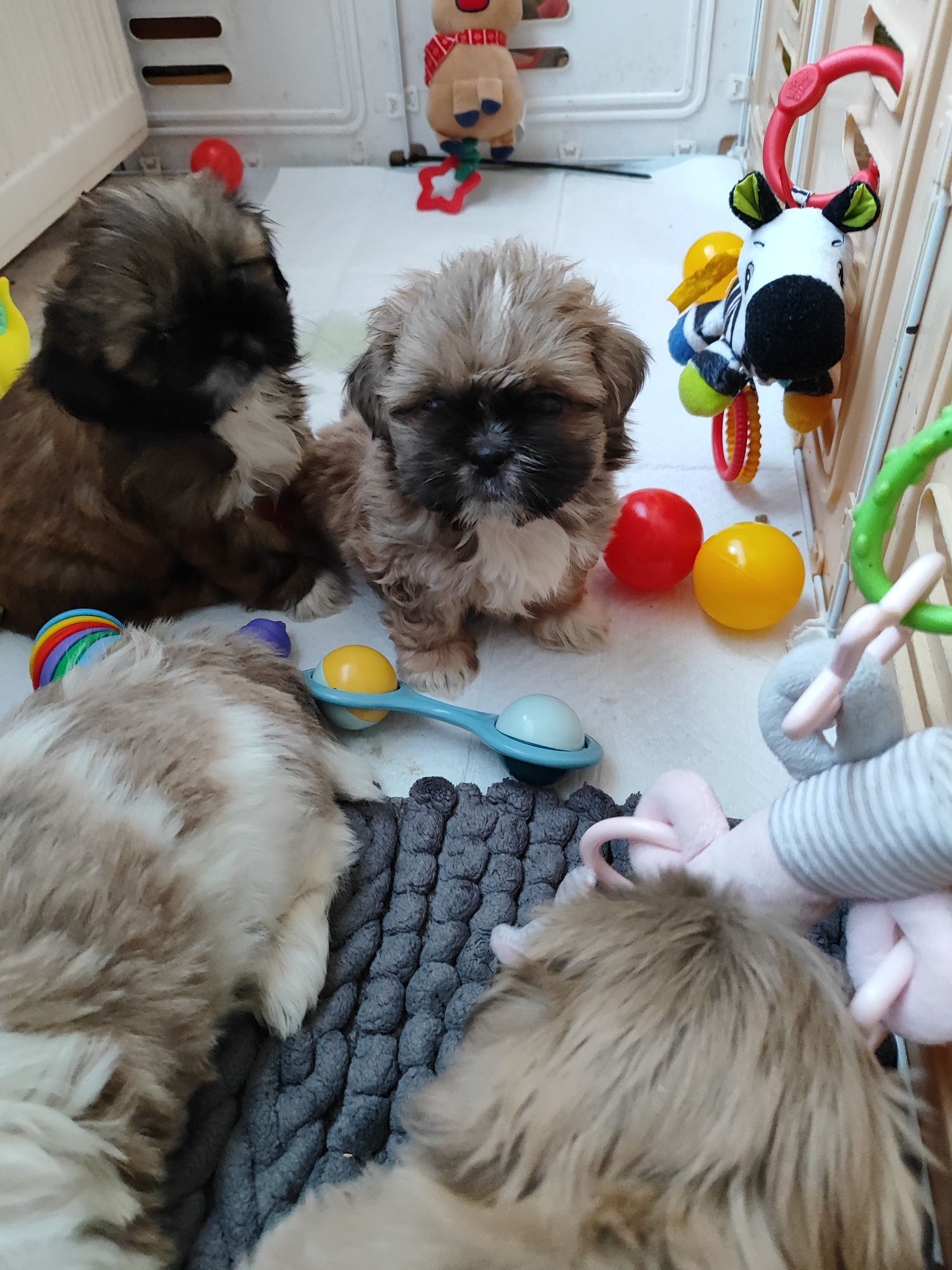 Shih tzu gotowe do odbioru