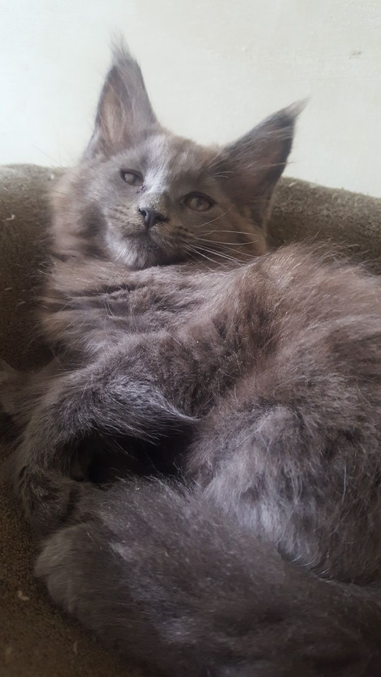 Koteczka Maine Coon WCF