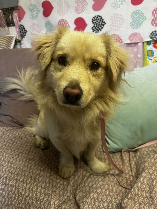 Piesek do adopcji BEZIK