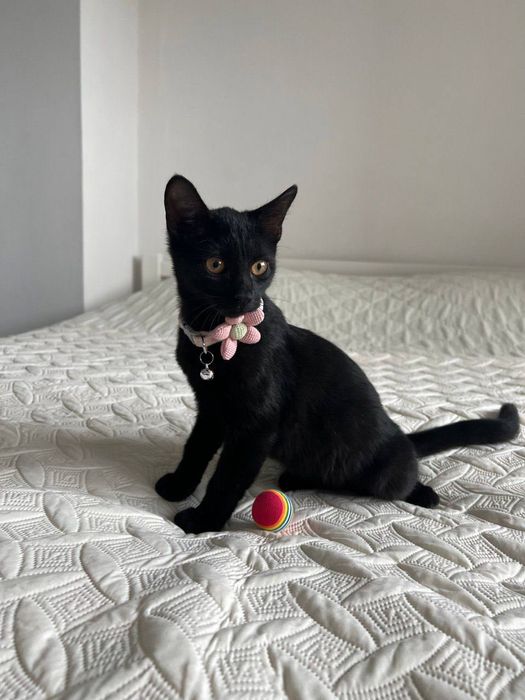 Отдам даром в добрые руки черную кошечку