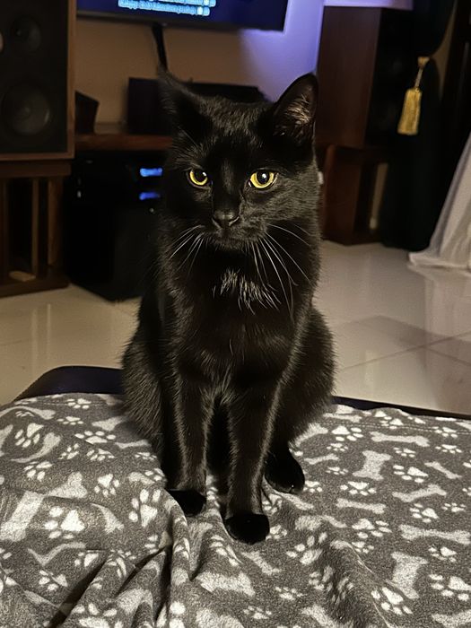 Zaginal czarny kotek Batman