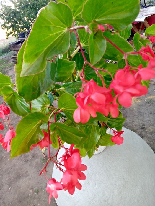 Кімнатні рослини