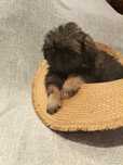 Menino  shih-tzu