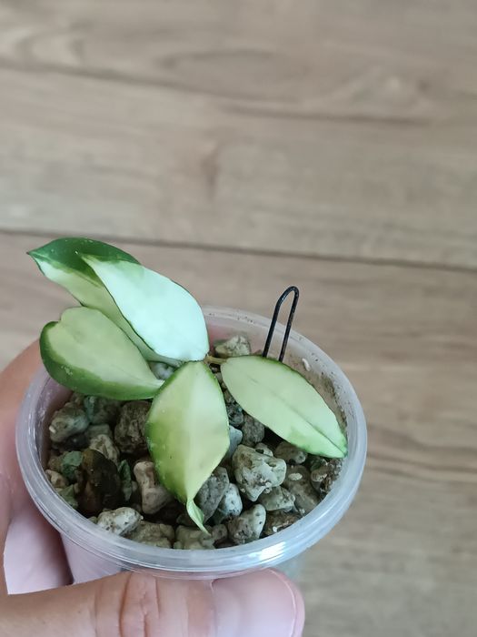 Hoya walliniana variegata