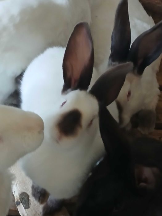 М'ясо кролика забій в день замовлення.