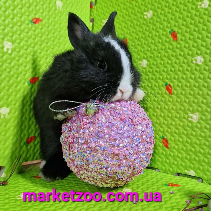 Дуже гарнюній нідерландський малюк