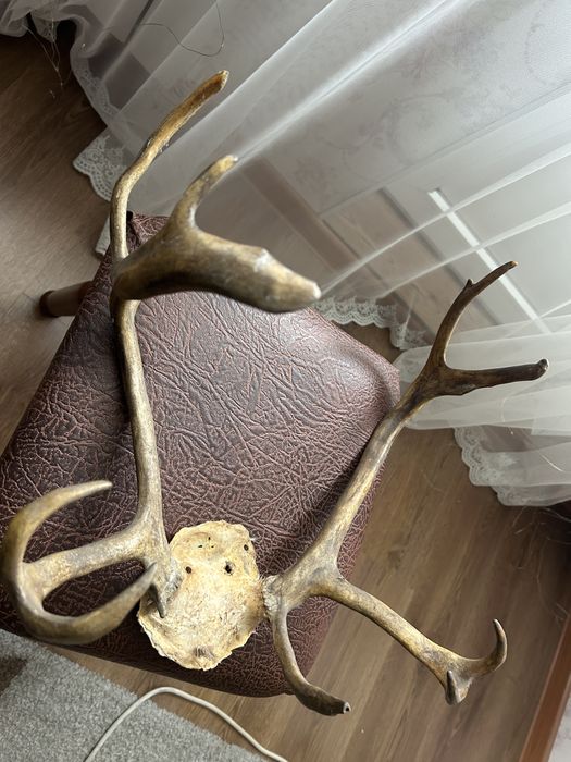 Рога Северного оленя