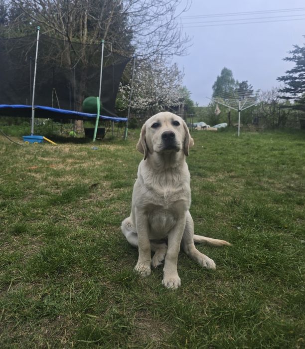 Suka Labrador Retriever