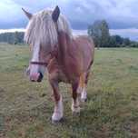 Sprzedam klacz !!!