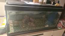 Aquario peixes xxx