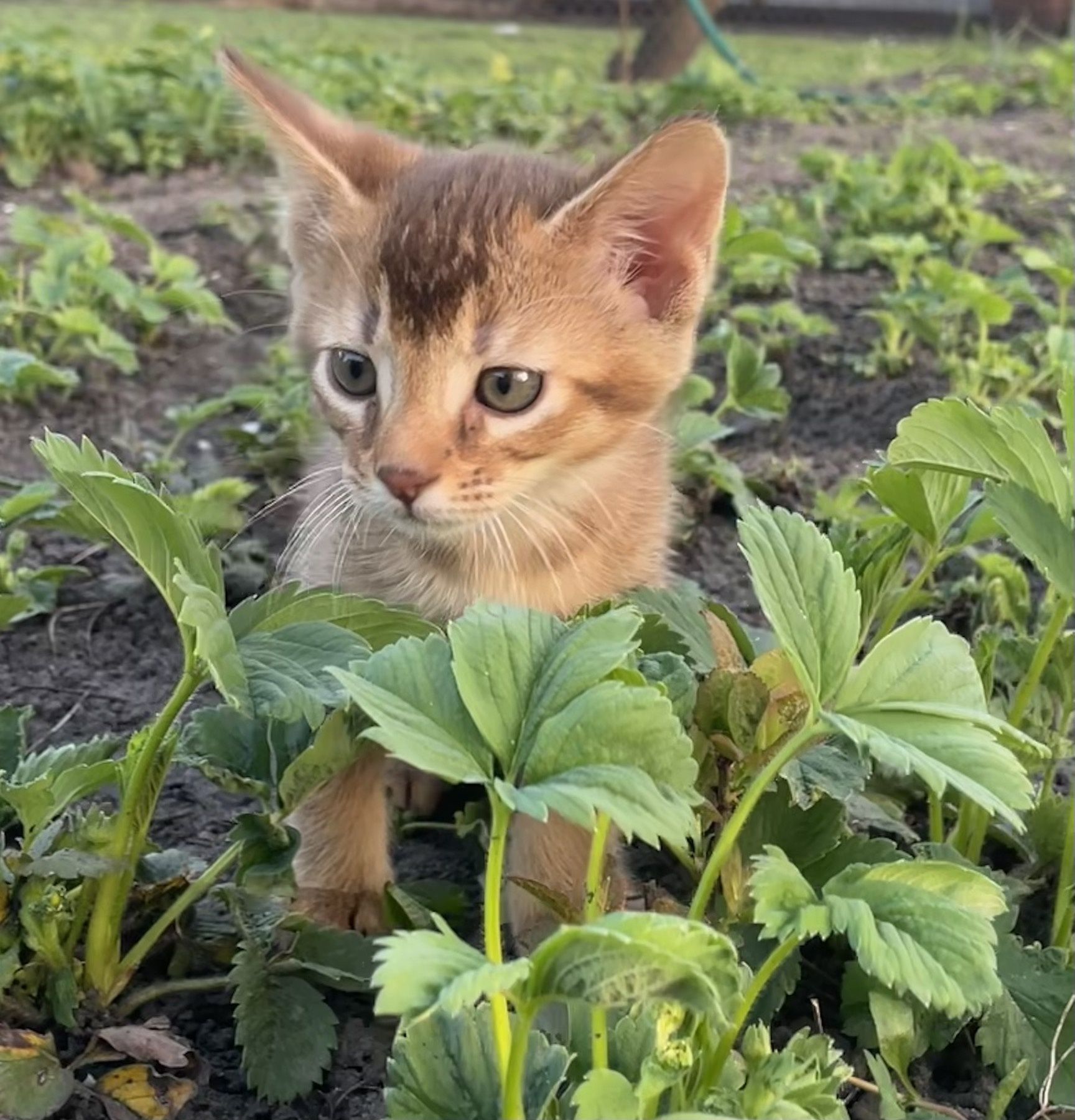 Шикарные Котята Котята