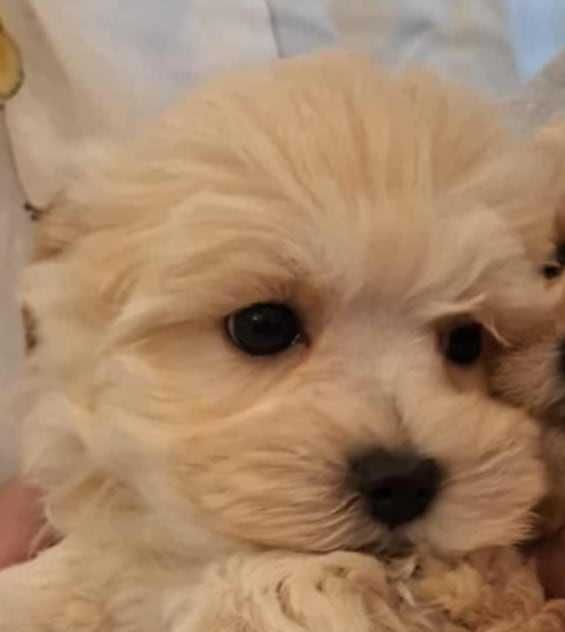 Matipoo Piesek rodzice z badaniami