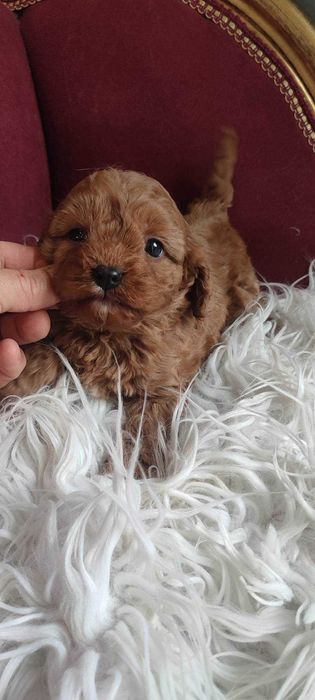 Cavapoo > piesek > rezerwacja .