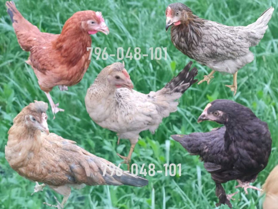 Kury Nioski Kolorowe Rosa Dominant Leghorn Lohman Leghorn