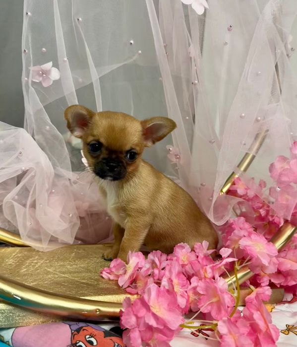 Chihuahua krótkowłosa sunia FCI
