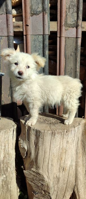 Цуценя дівчинка в добрі руки