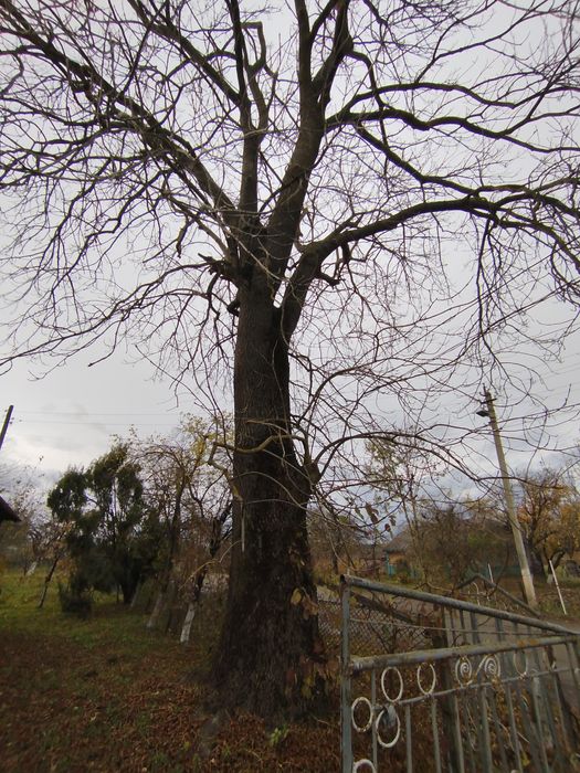 Безкоштовно віддам ясена