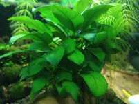 Anubias, roślina akwariowa!