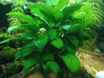 Anubias, roślina akwariowa!