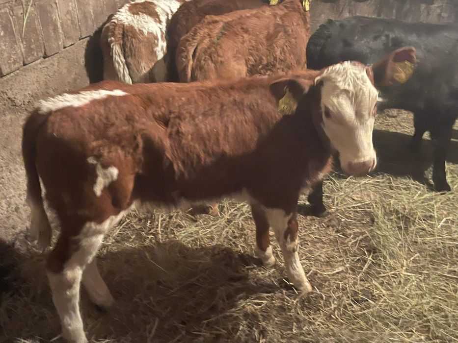 Cielaki odsadki byczki jałóeeczki