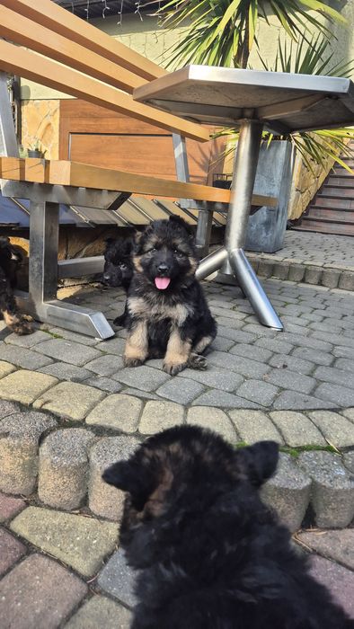 Suczki owczarka niemieckiego