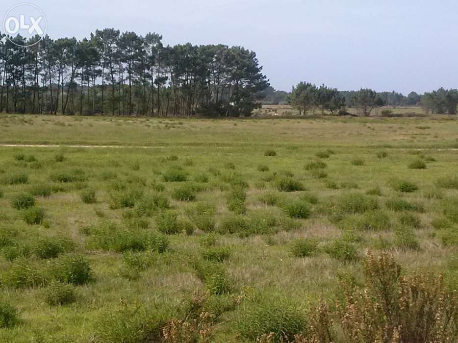 Arrenda-se terreno na Costa Vicentina - Aljezur