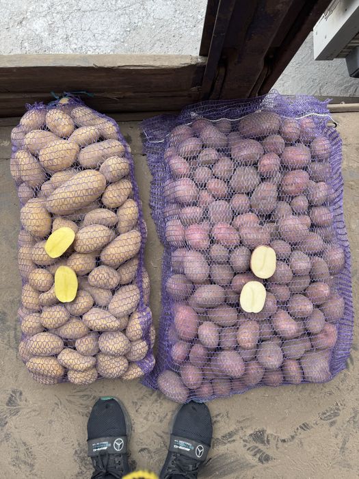 Продам Картошку оптом