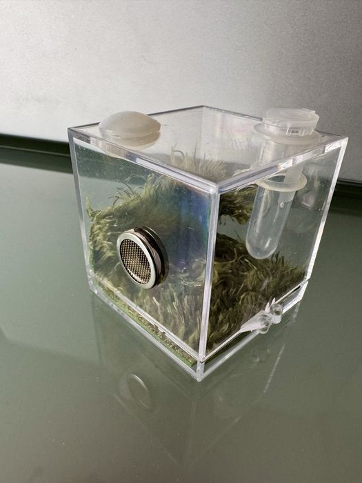 Kit Terrário para aranhas, répteis, insectos etc.