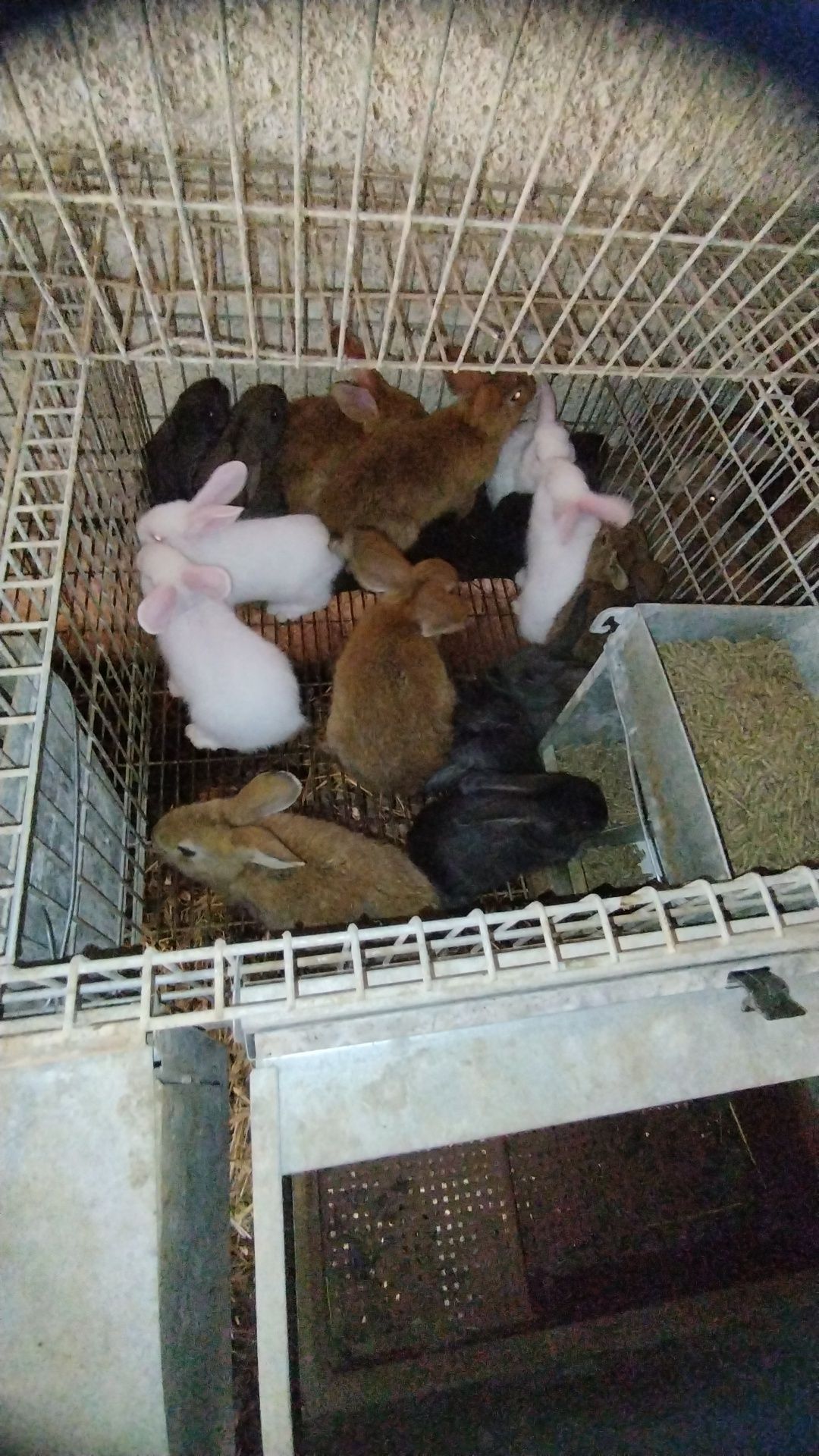Coelhos várias idades