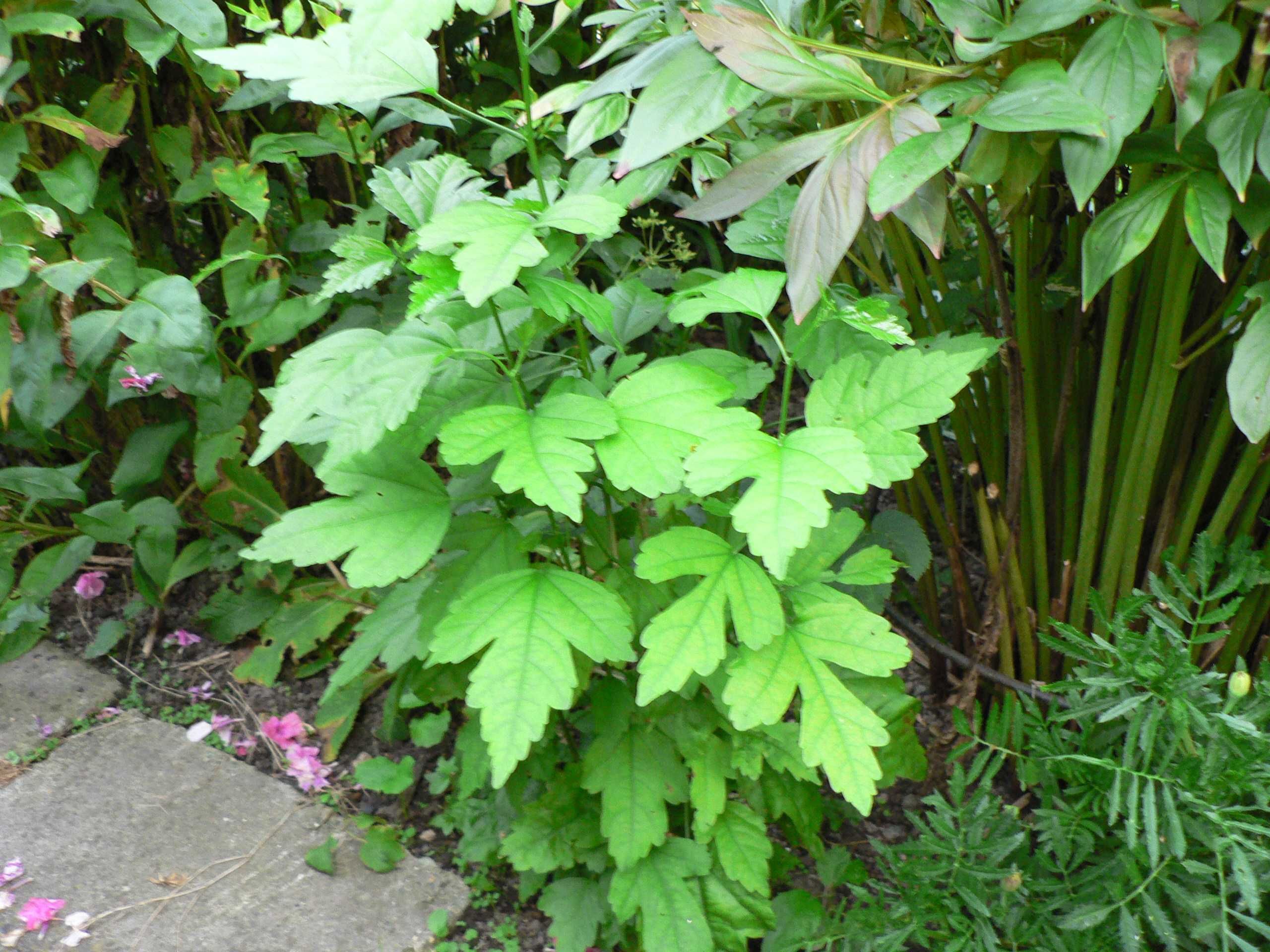 Hibiskus różowy i biały