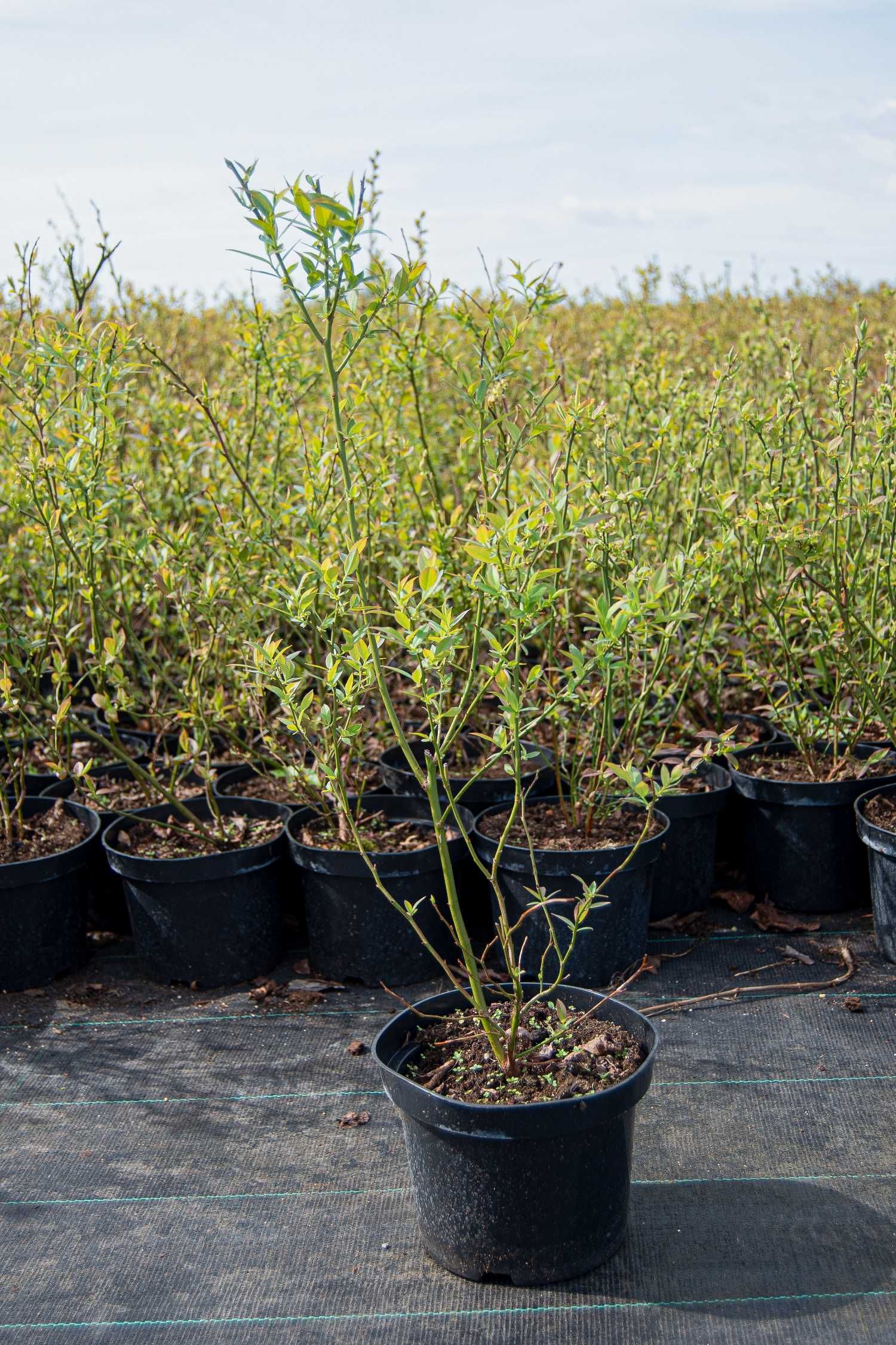 3 letnie, owocujące krzewy borówki namerykańskiej