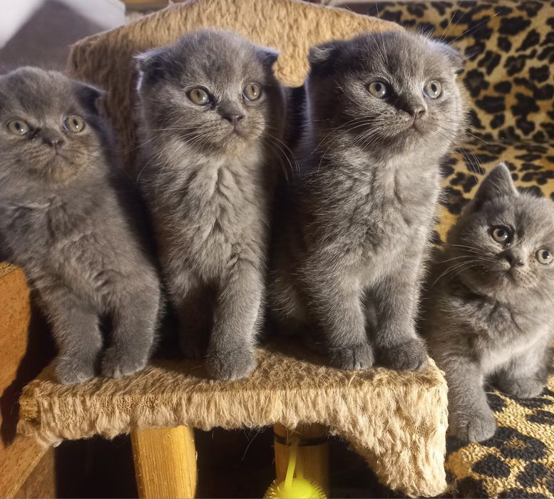 Британці,залишилася 1 прямовуха дівчинка