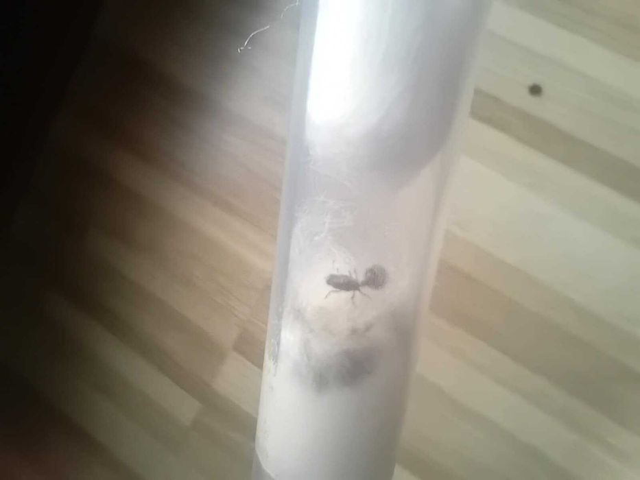 Sprzedam mrówki *w opisie sa nazwy*