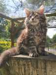 Kotka  Maine Coon