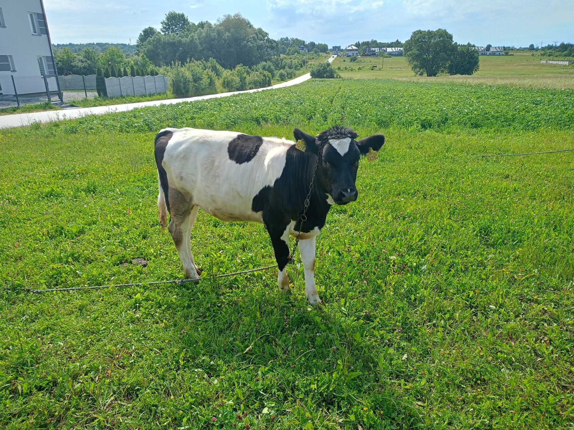 Jałówka sprzedam