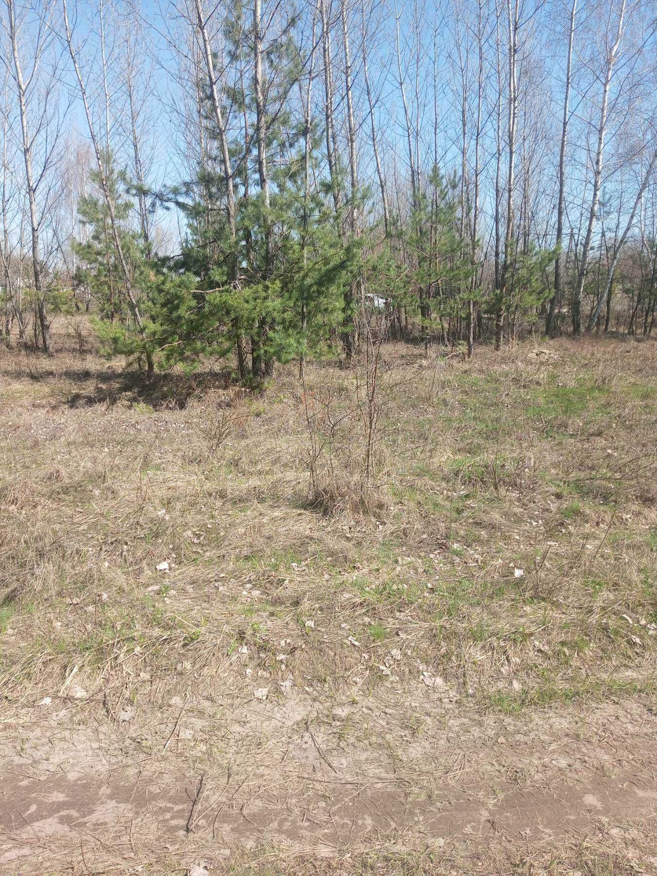 Продам в Малиновке 15 соток, граничит с сосновым лесом