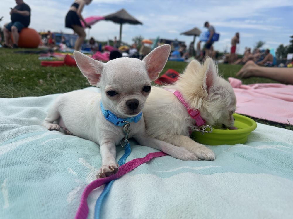 Chihuahua chlopiec szczenie FCI