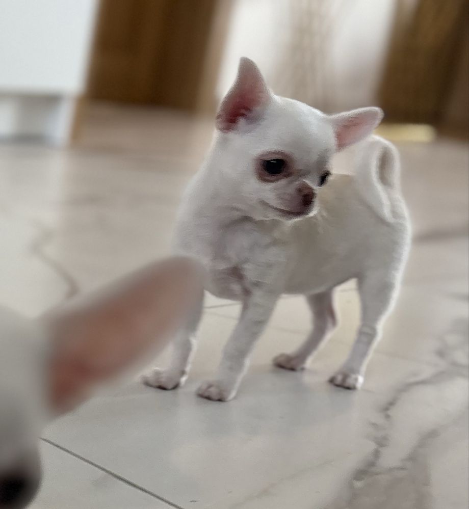 Chihuahua ZKwP ( FCI)