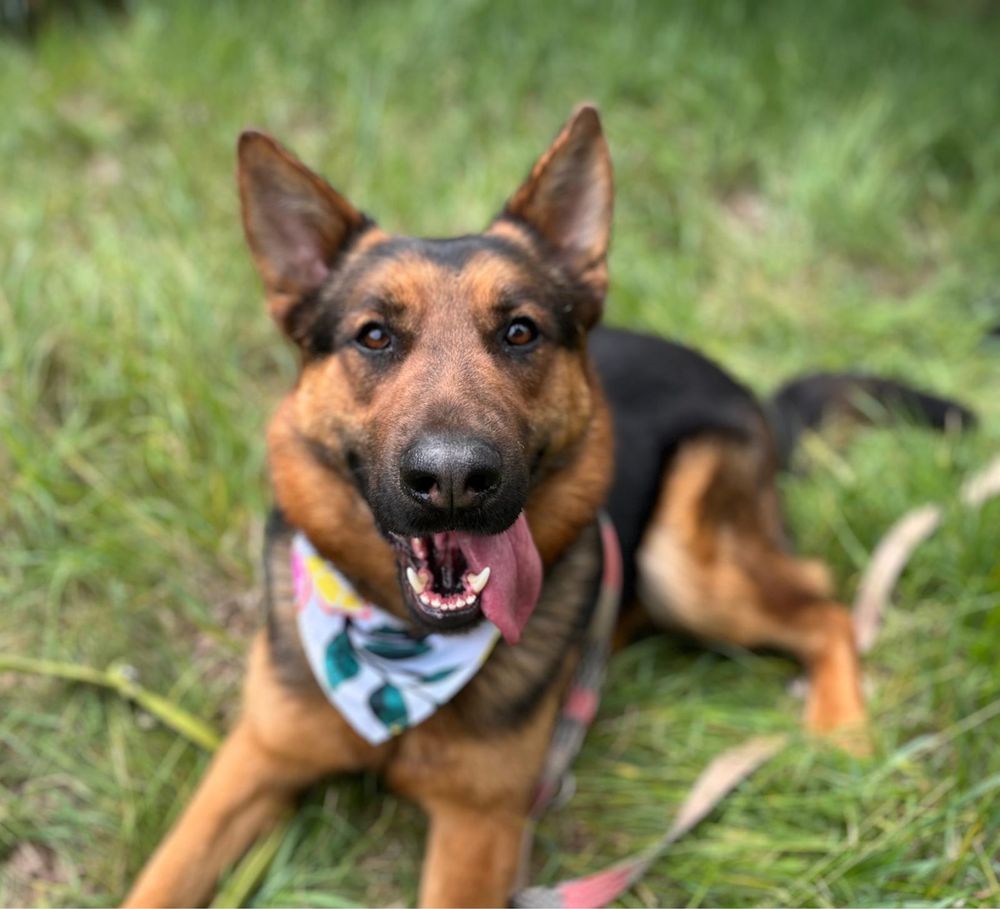 Vito w typie owczarka. Pies ideał do adopcji
