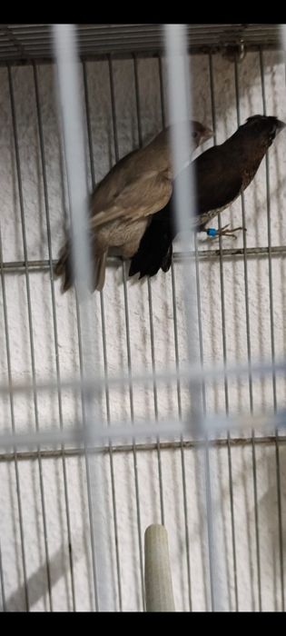 Vendo diamantes de gould e bengalis