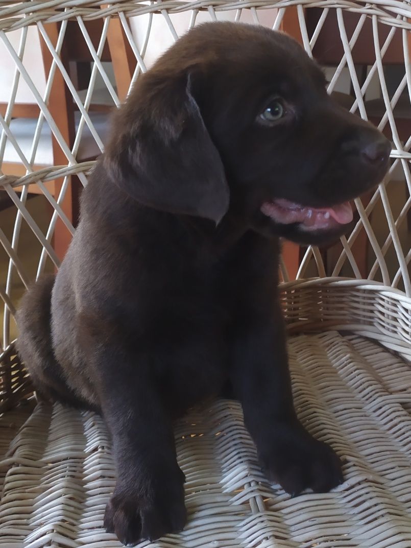 Labrador retriever